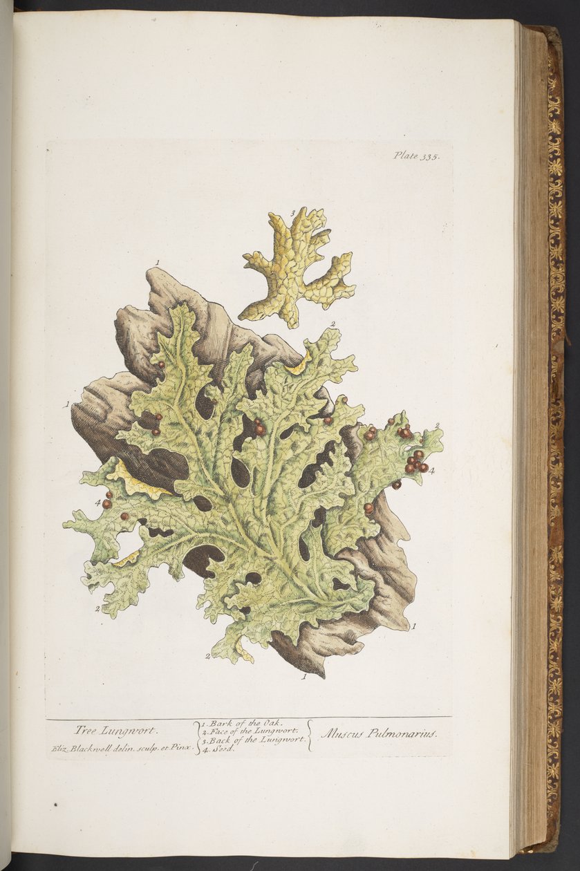 Tafel 335, aus 