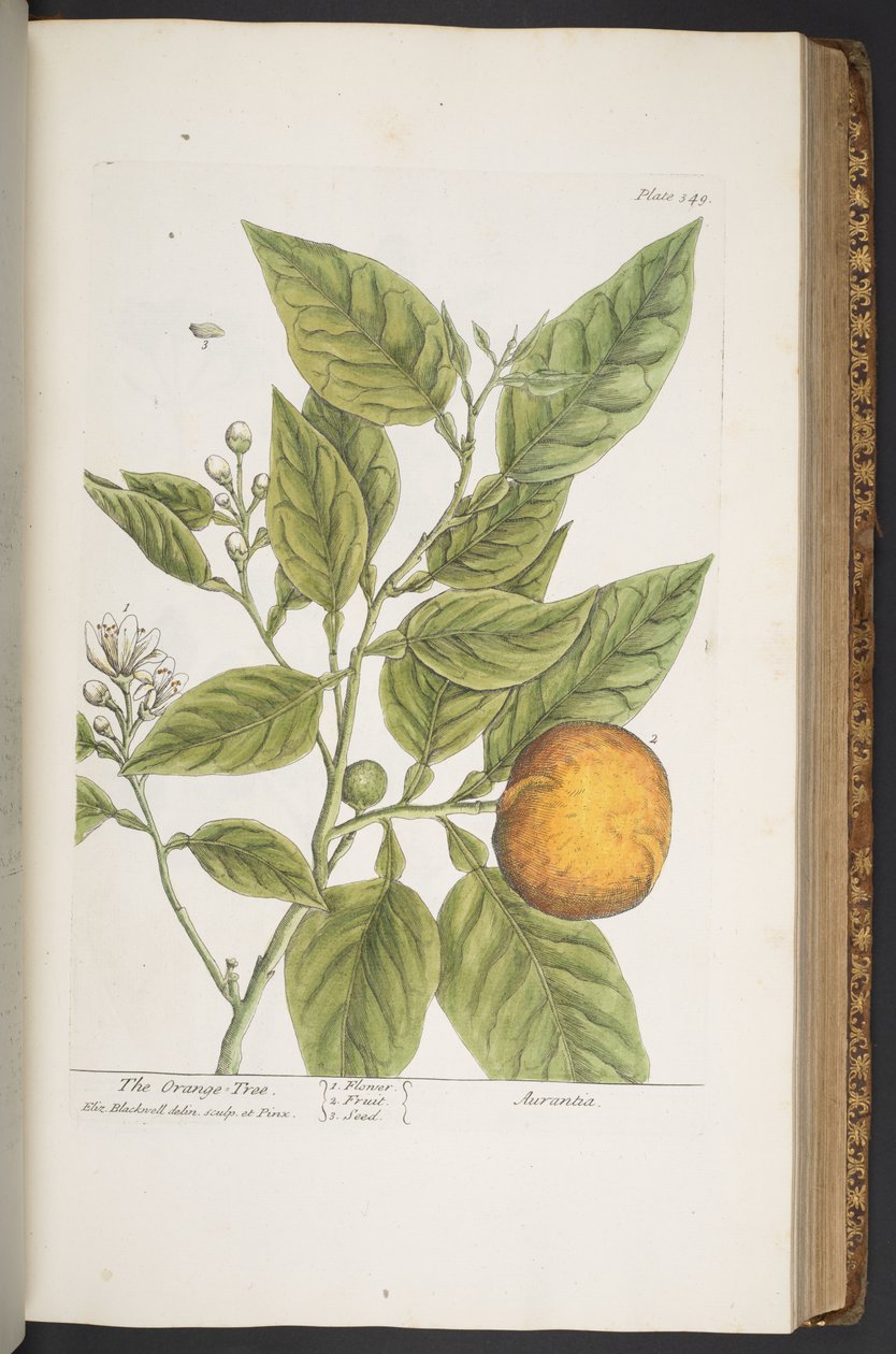 Tafel 349, aus 
