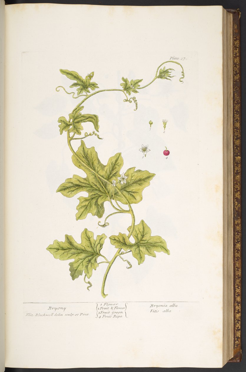 Tafel 37, Bryony, aus 
