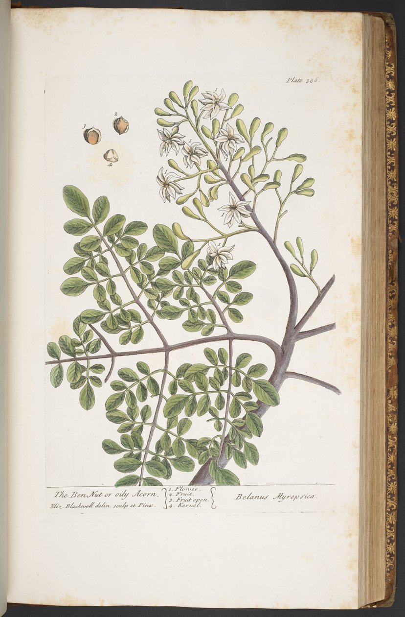 Tafel 386, aus 