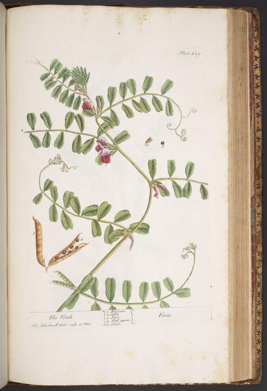Tafel 429, aus 
