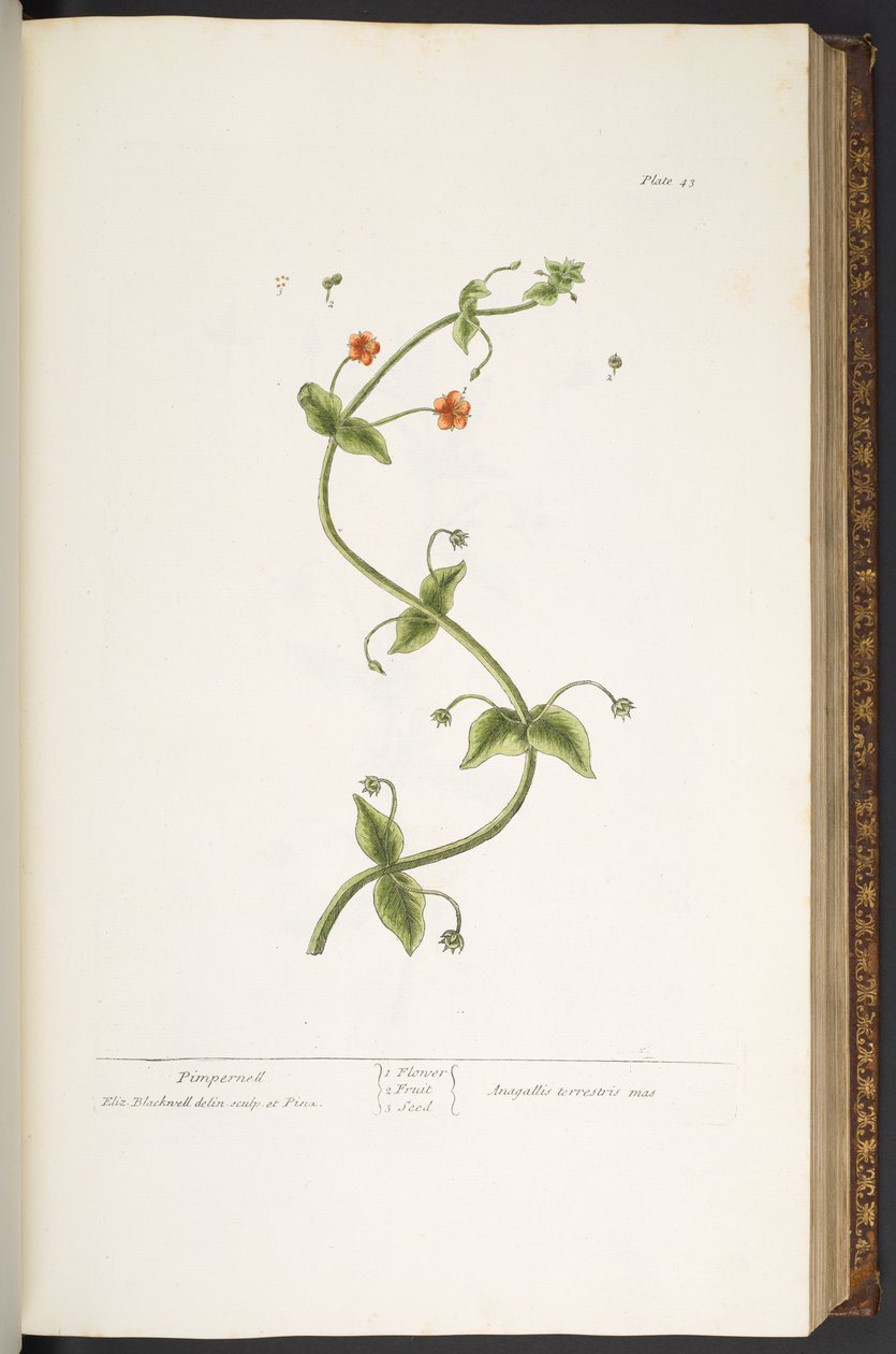 Tafel 43, Pimpernell, aus 