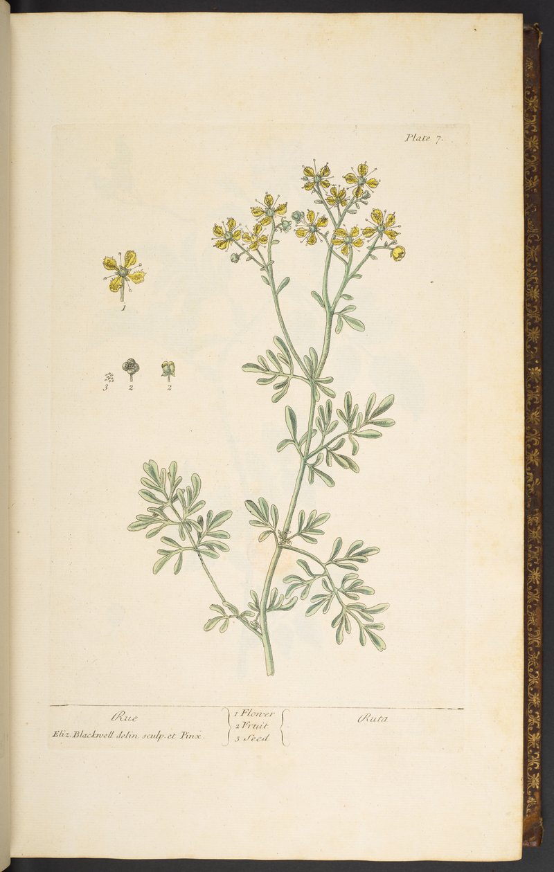 Tafel 7, Raute, aus 