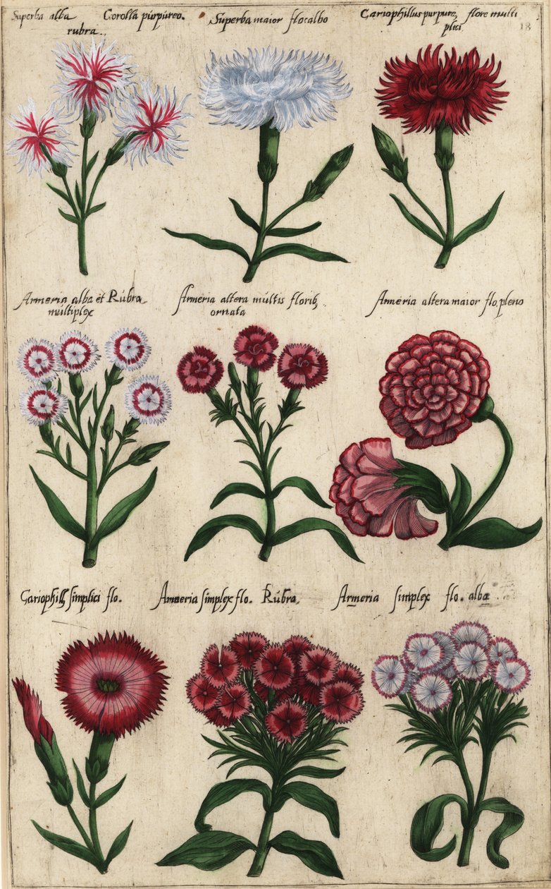 Verschiedene Nelkensorten, Dianthus caryophyllus von Emanuel Sweert