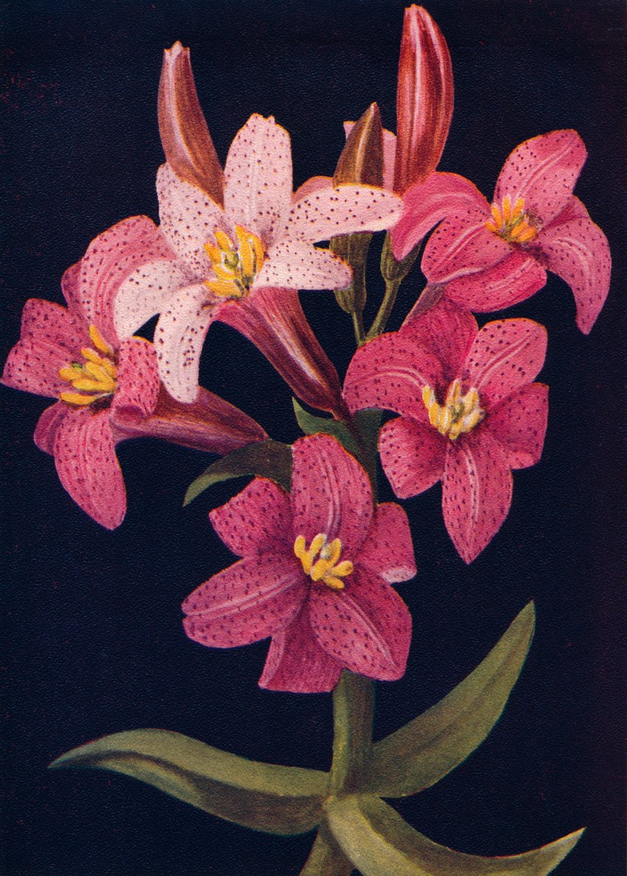 Rubin-Lilie, ca. 1915 von Emma Graham Clock