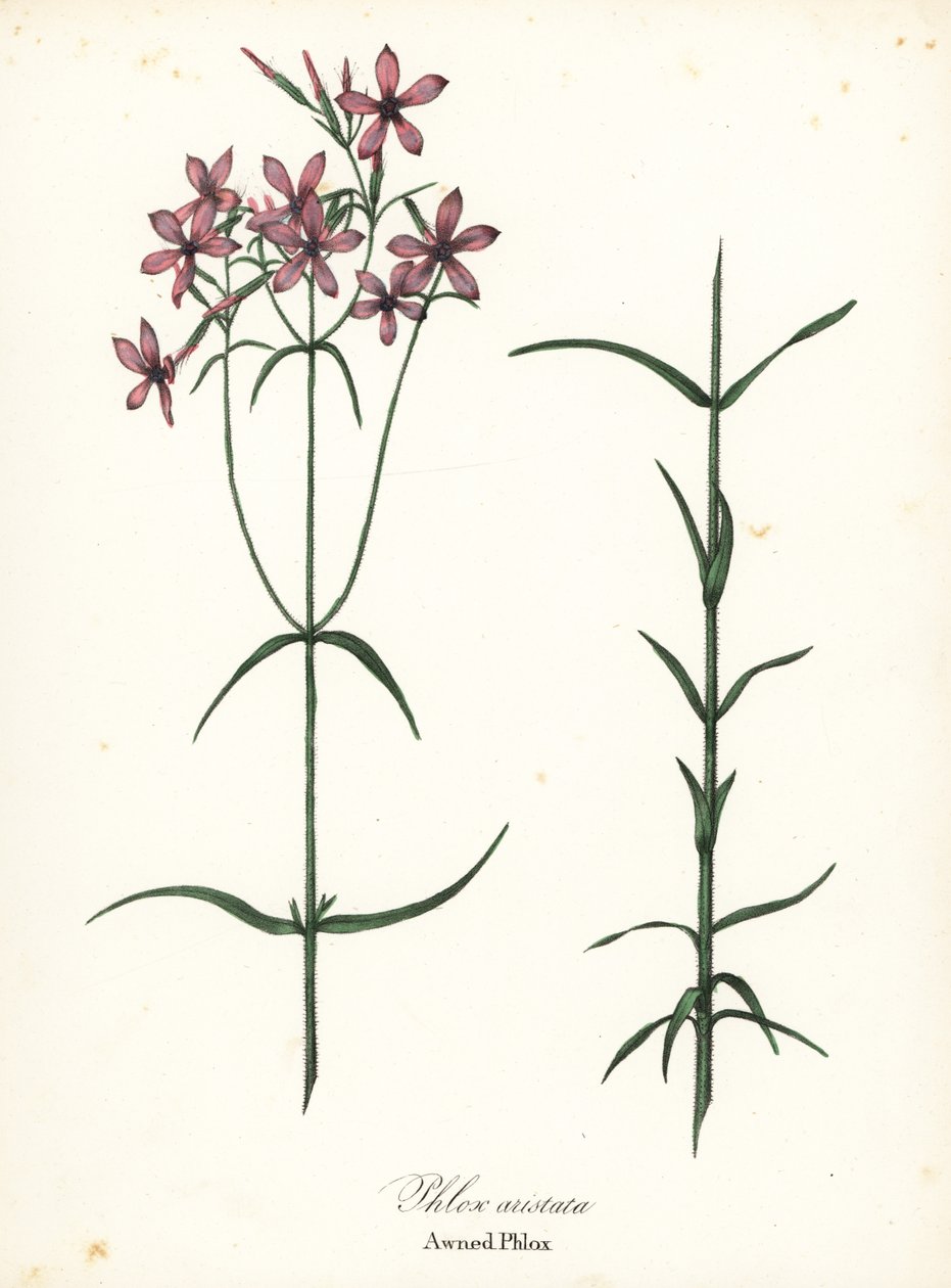 Awned Phlox, Phlox aristata von Endicott Endicott