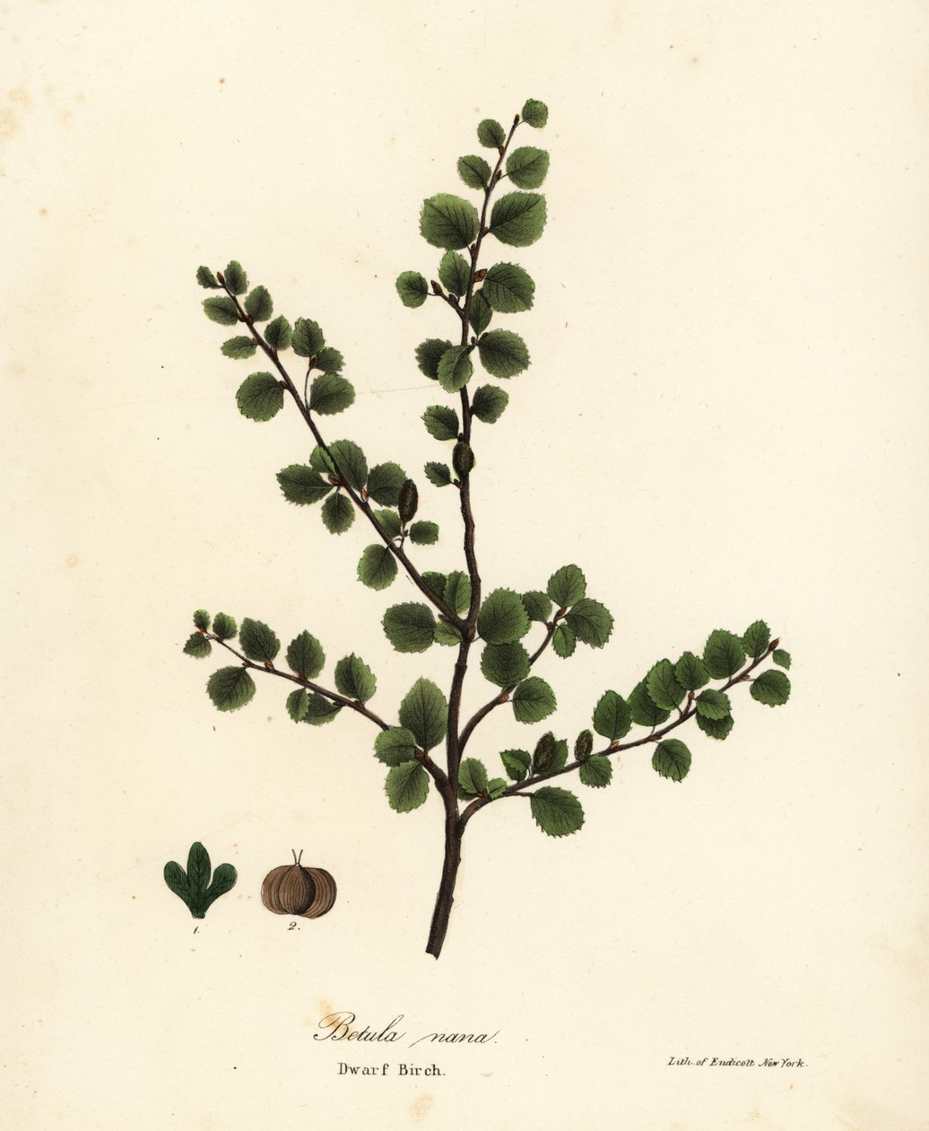 Zwergbirke, Betula nana von Endicott Endicott