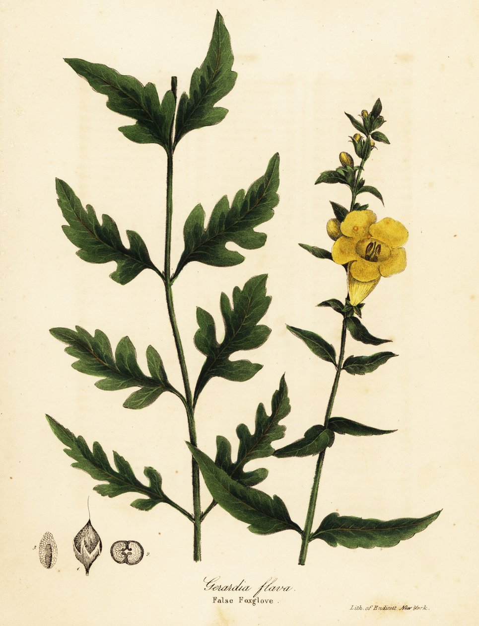 Falscher Fingerhut, Aureolaria flava (Gerardia flava) von Endicott Endicott