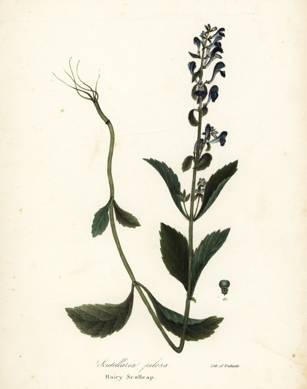 Behaarte Helmblume, Scutellaria elliptica von Endicott Endicott