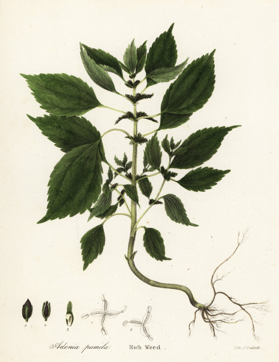 Reichskraut, Adenia pumila (Collinsonia canadensis?) von Endicott Endicott