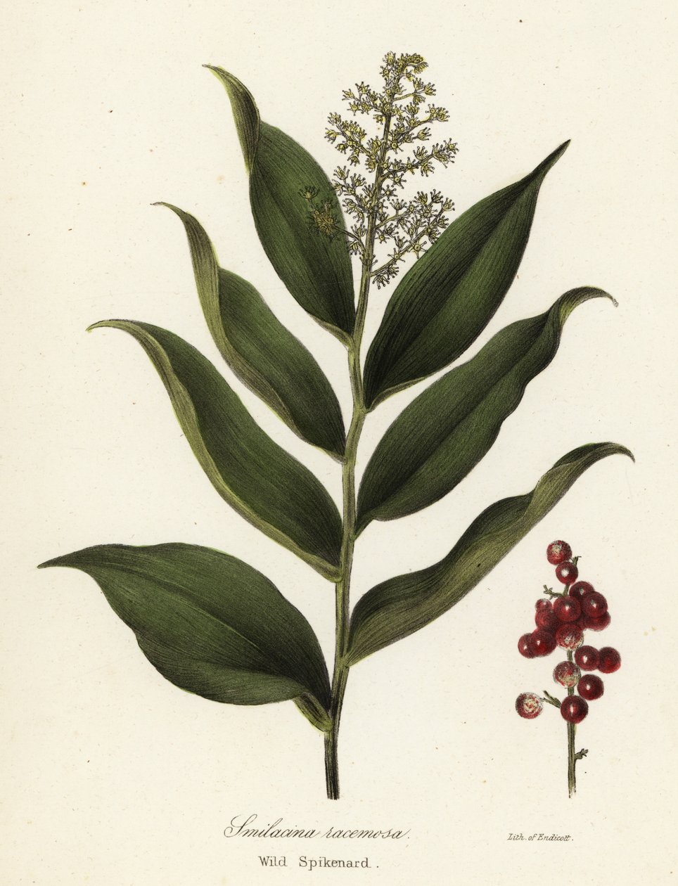 Treacleberry, Maianthemum racemosum von Endicott Endicott