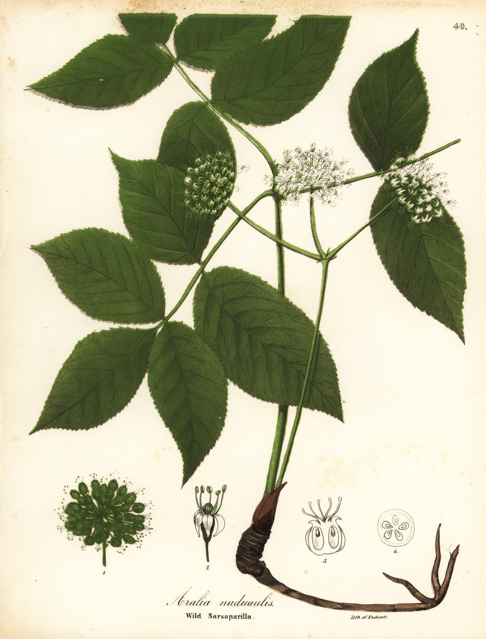 Wilde Sarsaparille, Aralia nudicaulis von Endicott Endicott