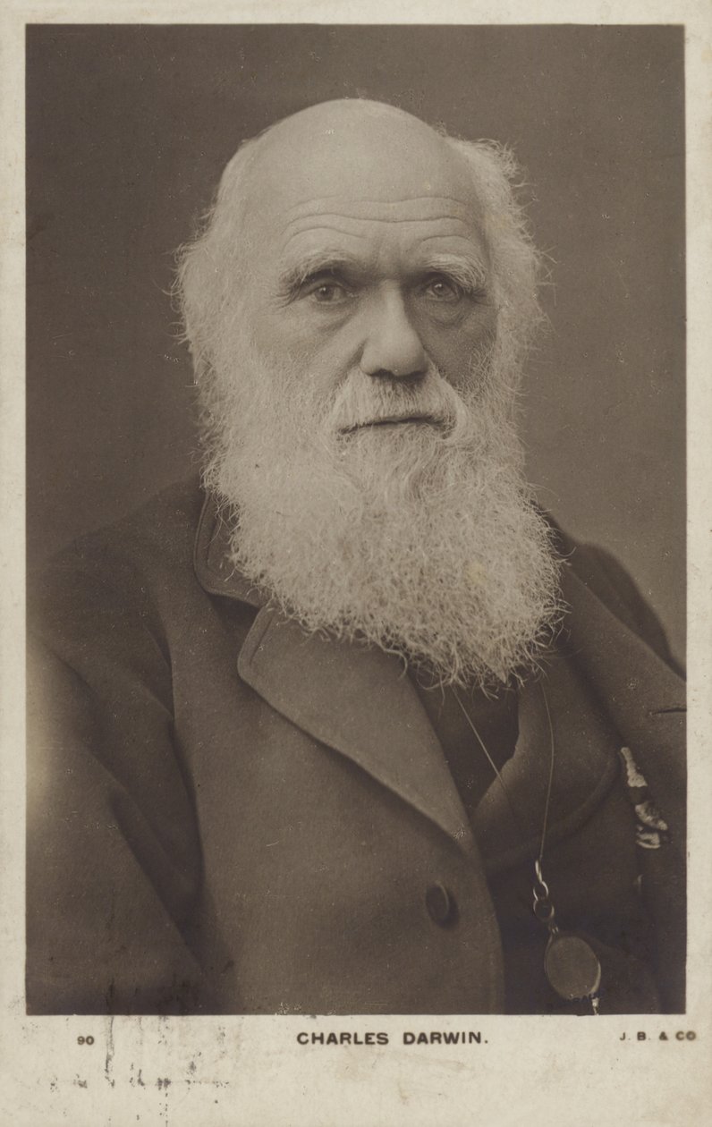 Charles Darwin (1809-1882), englischer Naturforscher von English Photographer