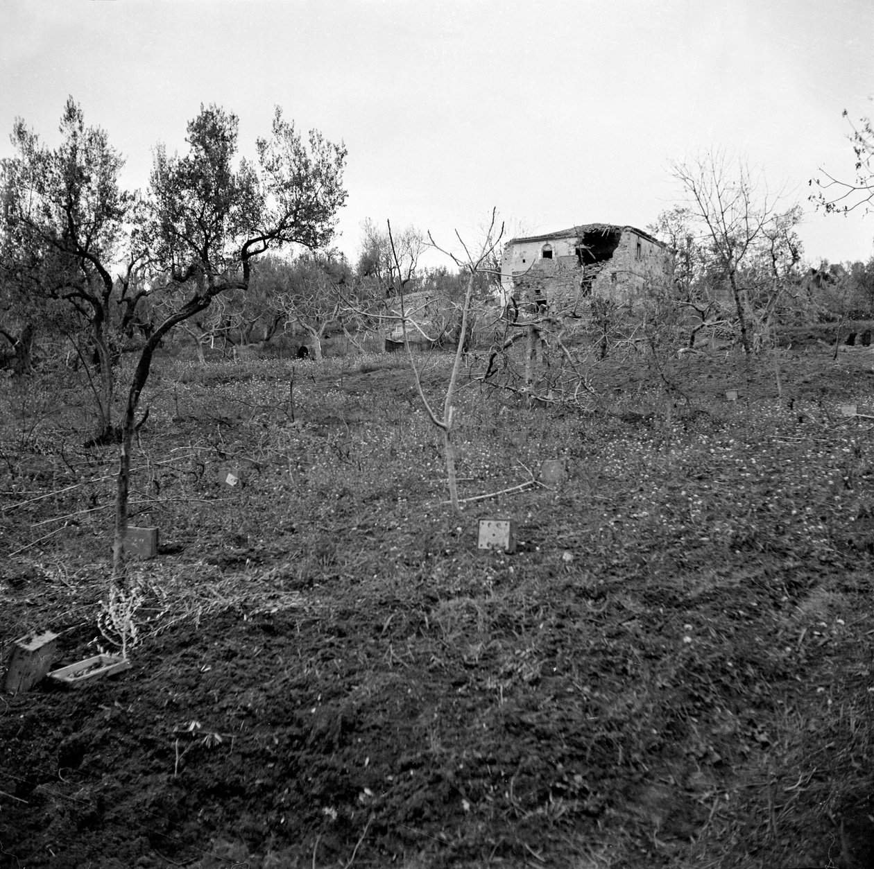 Minenfeld, nahe der Spitze des Licolle Ridge, ca. 1944 von English Photographer
