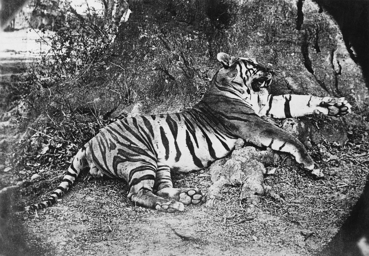 Tiger, um 1870 von English Photographer