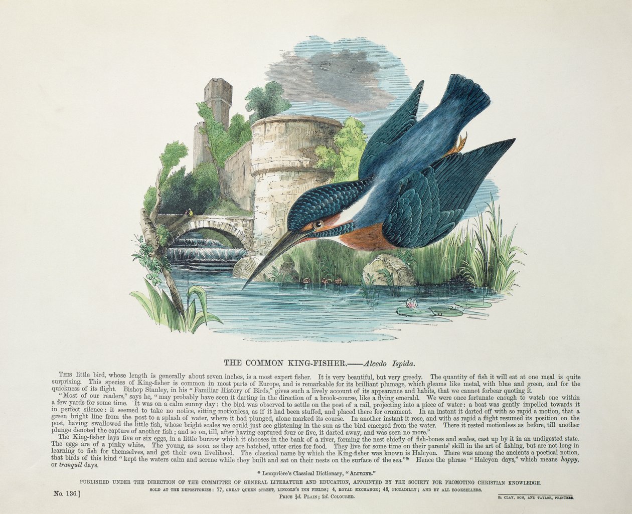 Eisvogel (Alcedo Ispida) von English School