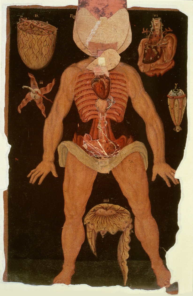 Ms Hunter 364 Tafel XII Dissektion (offener Zustand) aus Anatomische Tafeln, von John Banister (1540-1610) von English School