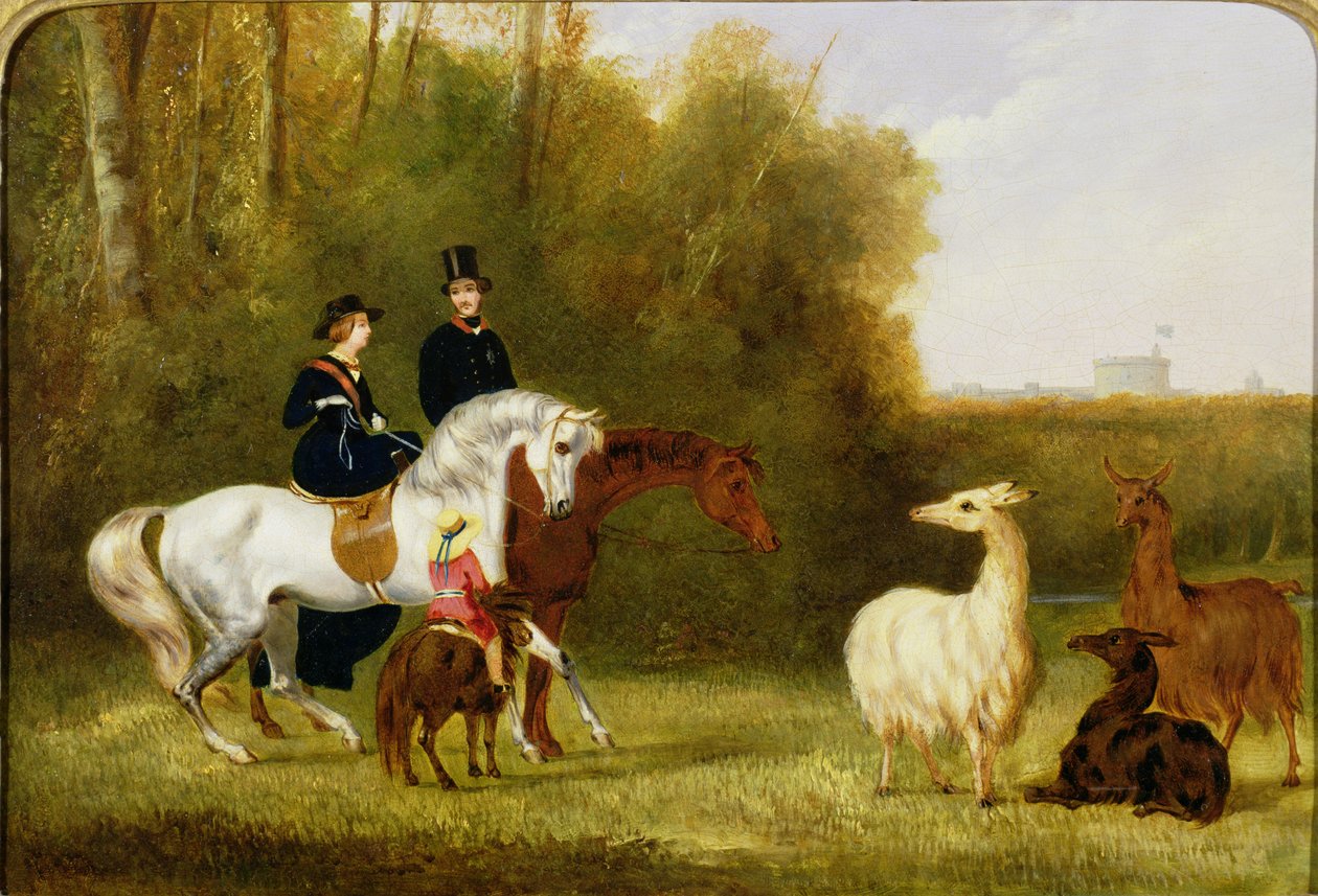 Königin Victoria, Prinz Albert und der Prinz von Wales im Windsor Park mit ihrer Lama-Herde von English School
