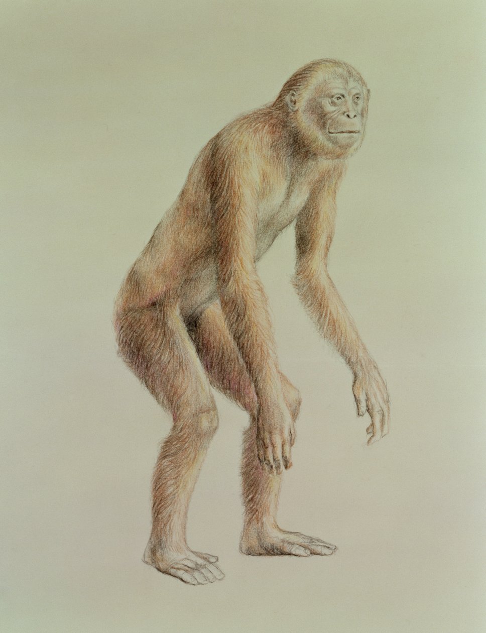 Ramapithecus von English School