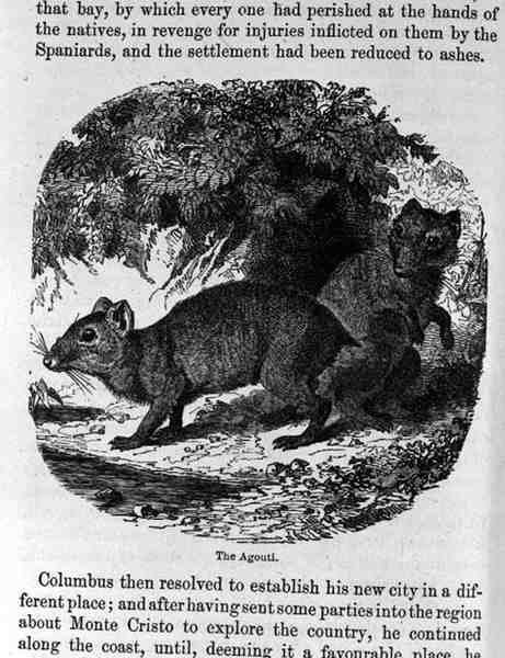 Das Agouti, aus Santo Domingo Vergangenheit und Gegenwart von Samuel Hazard, veröffentlicht 1873 von English School