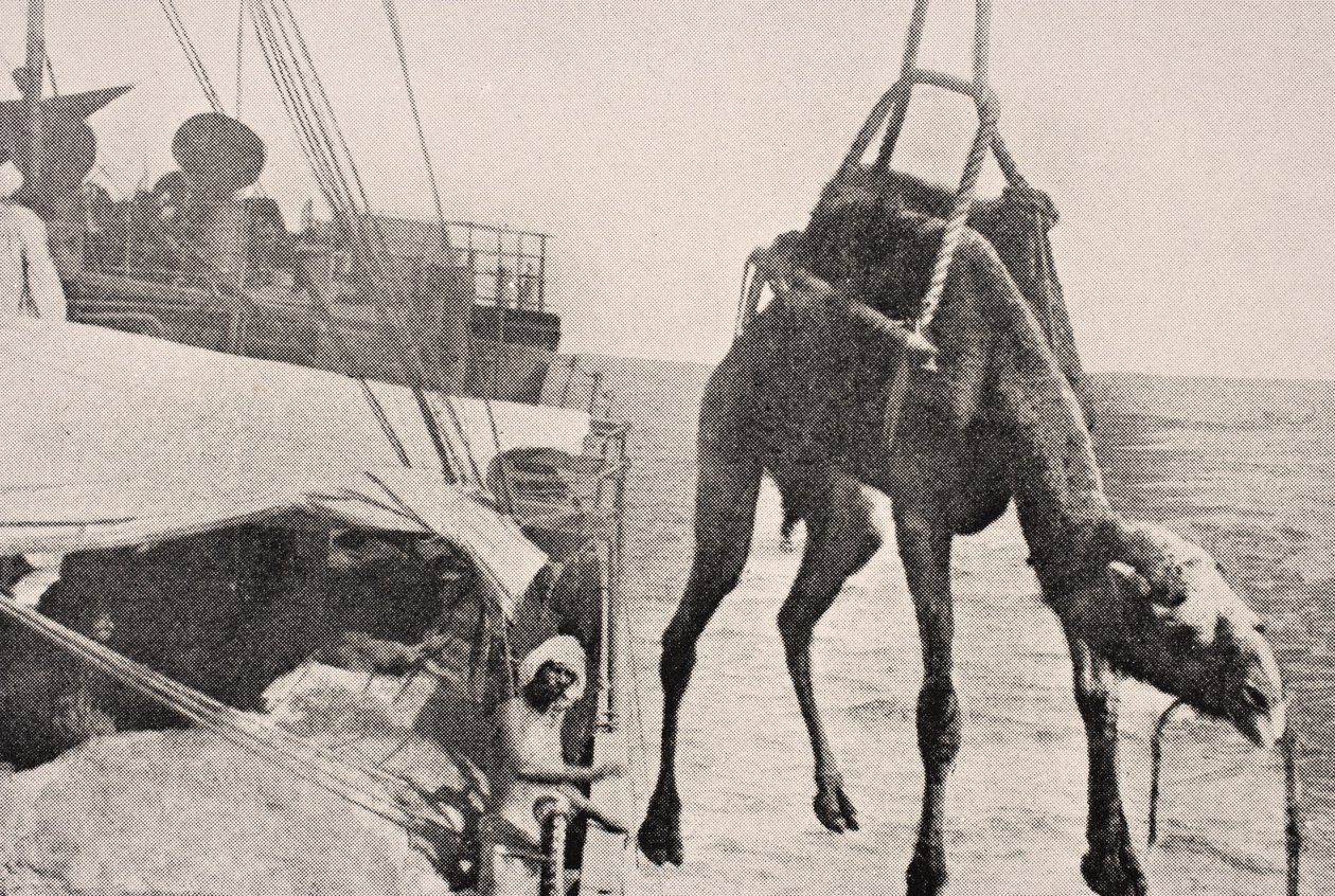 Verladung eines Kamels vom Schiff an Land im Persischen Golf, 1915, aus 