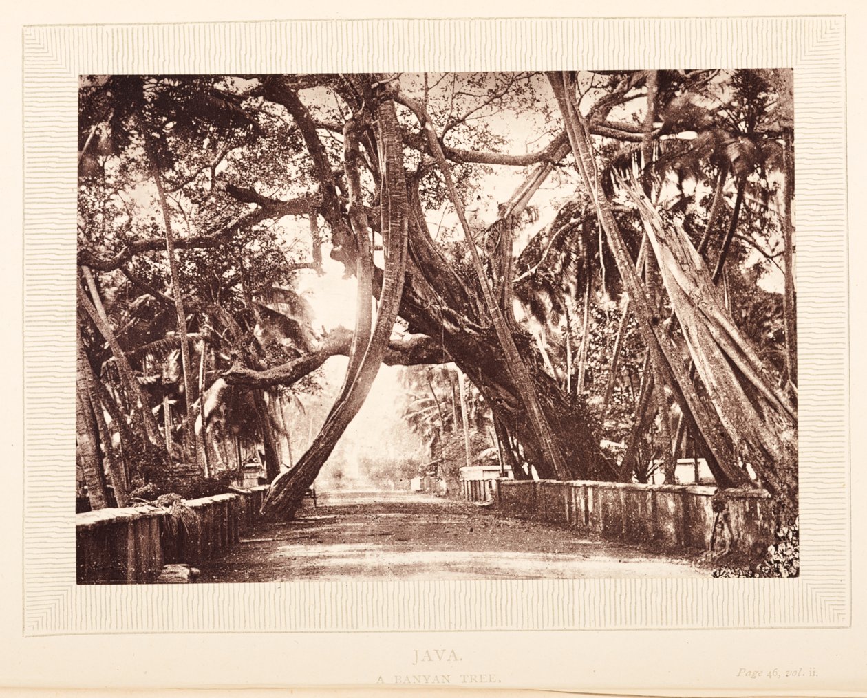 Ein Banyanbaum, Java von English Photographer