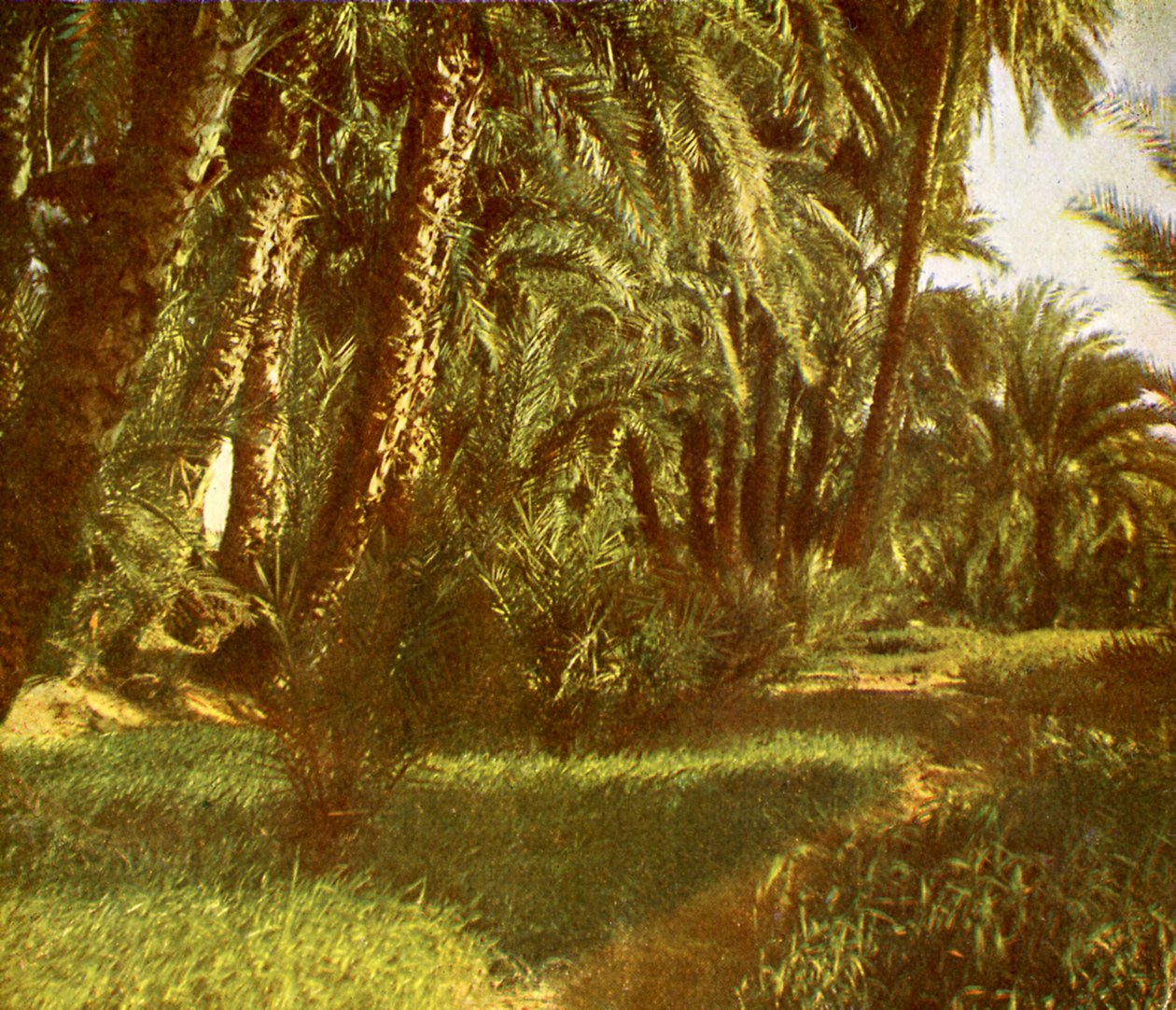 Ein Palmenhain auf der Insel Elephantine, Ägypten von English Photographer