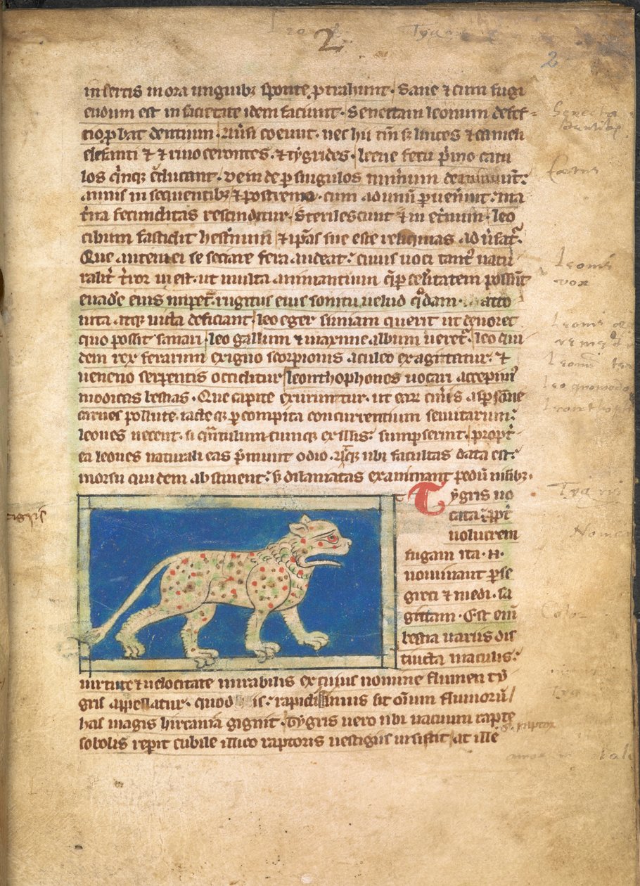 Ein Tiger, aus Sloane 3544, f.2 von English School
