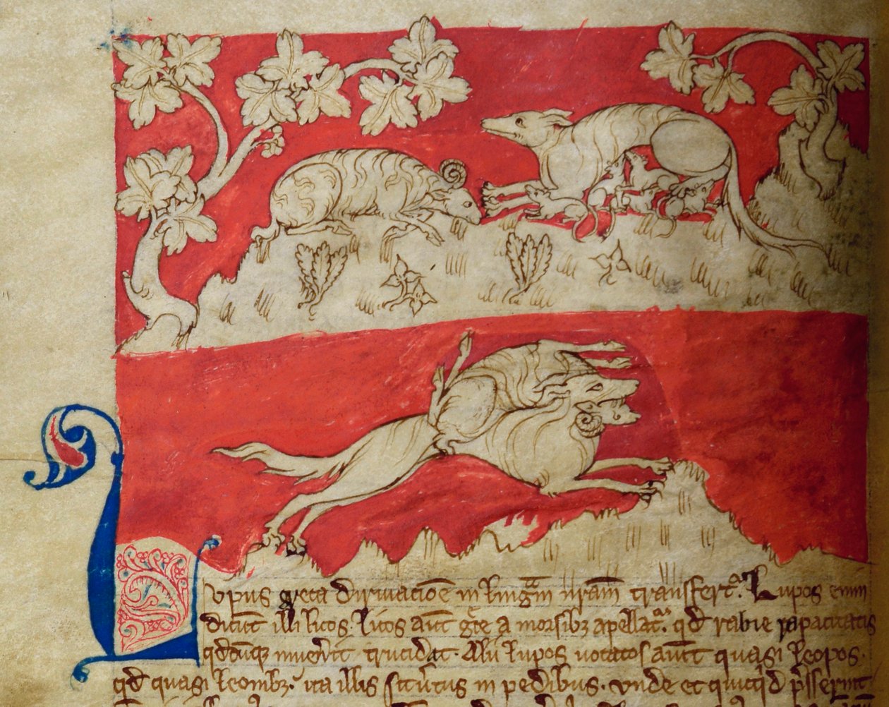 CCA-LitMs/D/10 fol. 4v Wolf, aus Bestiarium von English School