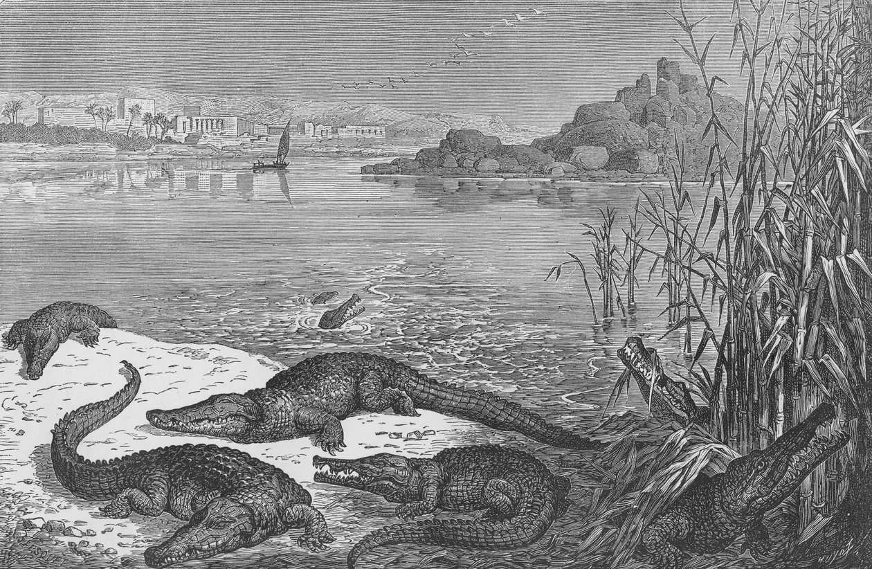 Krokodile am Oberen Nil von English School