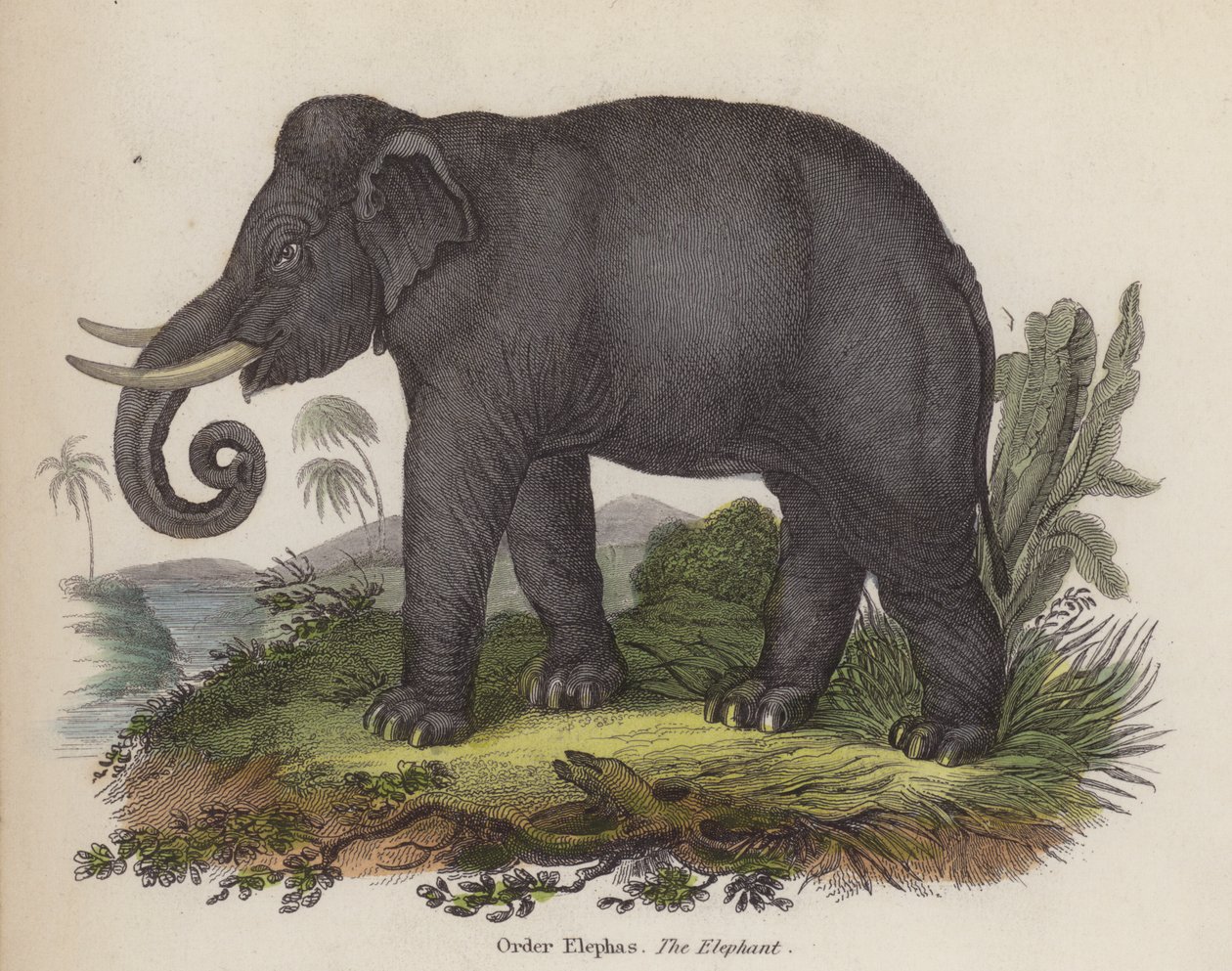 Elefant von English School