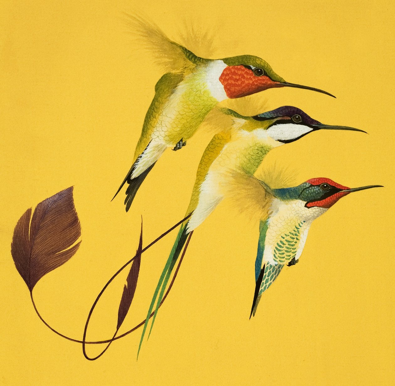 Kolibris von English School