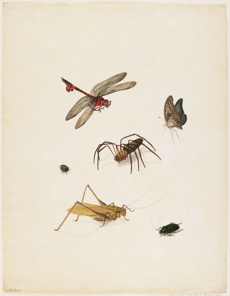 Insekten, ca. 1805 von English School