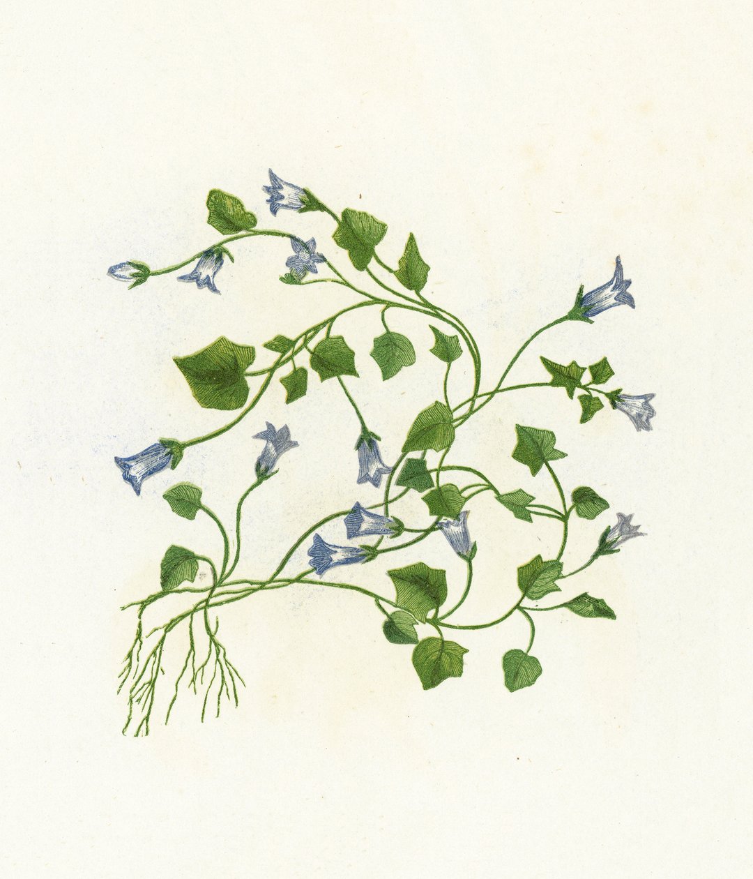 Efeublättrige Glockenblume, Campanula Hederacea von English School