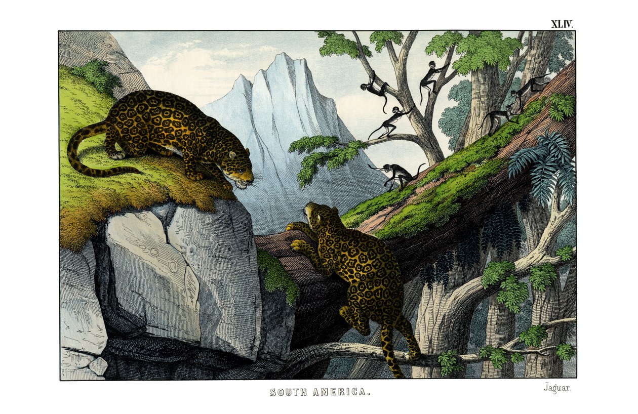 Jaguar von English School