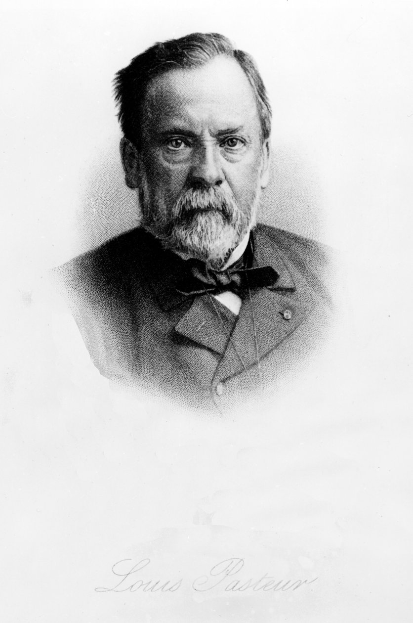 Louis Pasteur (1822-95) von English School