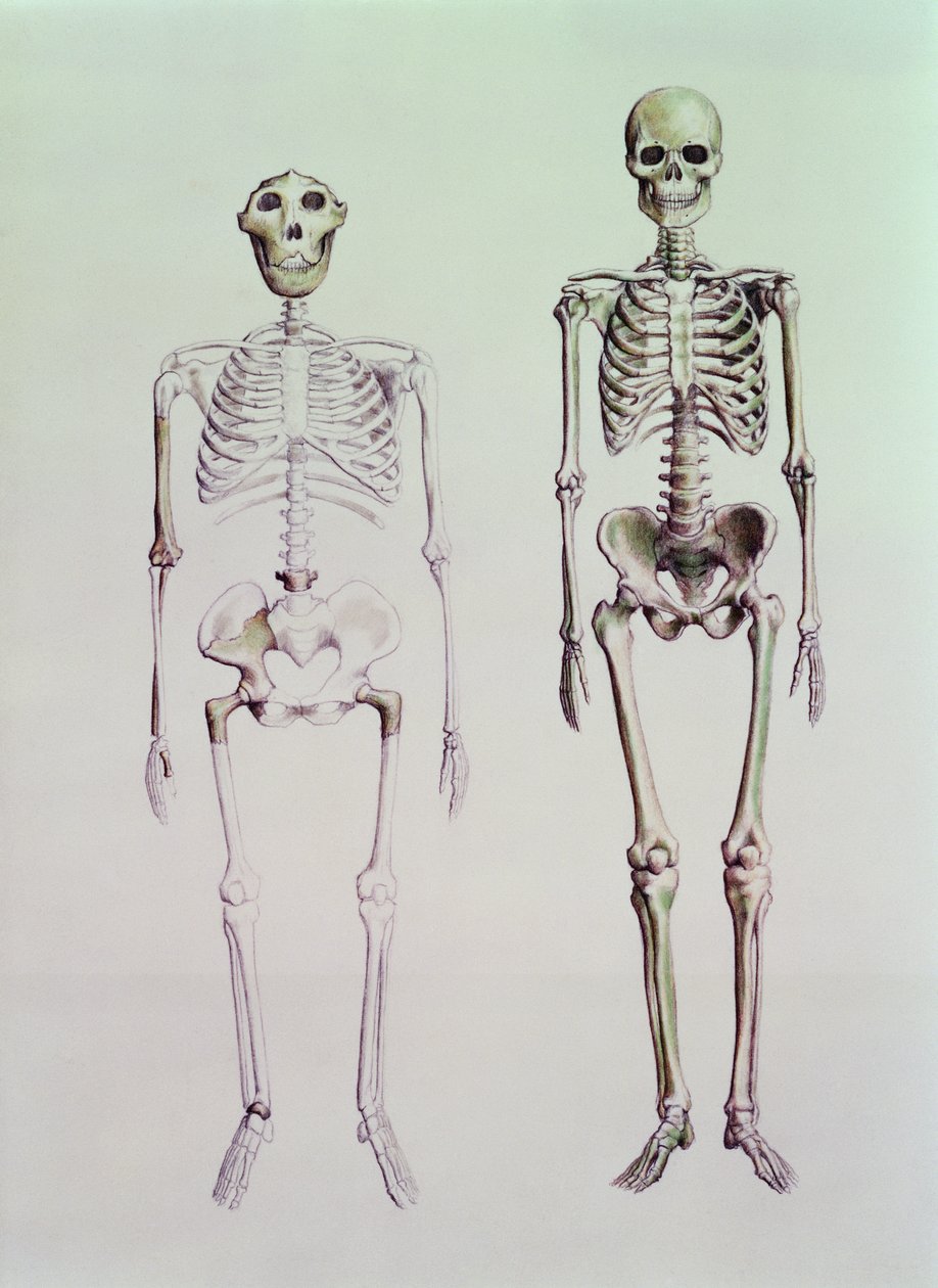 Skelette von Australopithecus Boisei und Homo Sapiens von English School