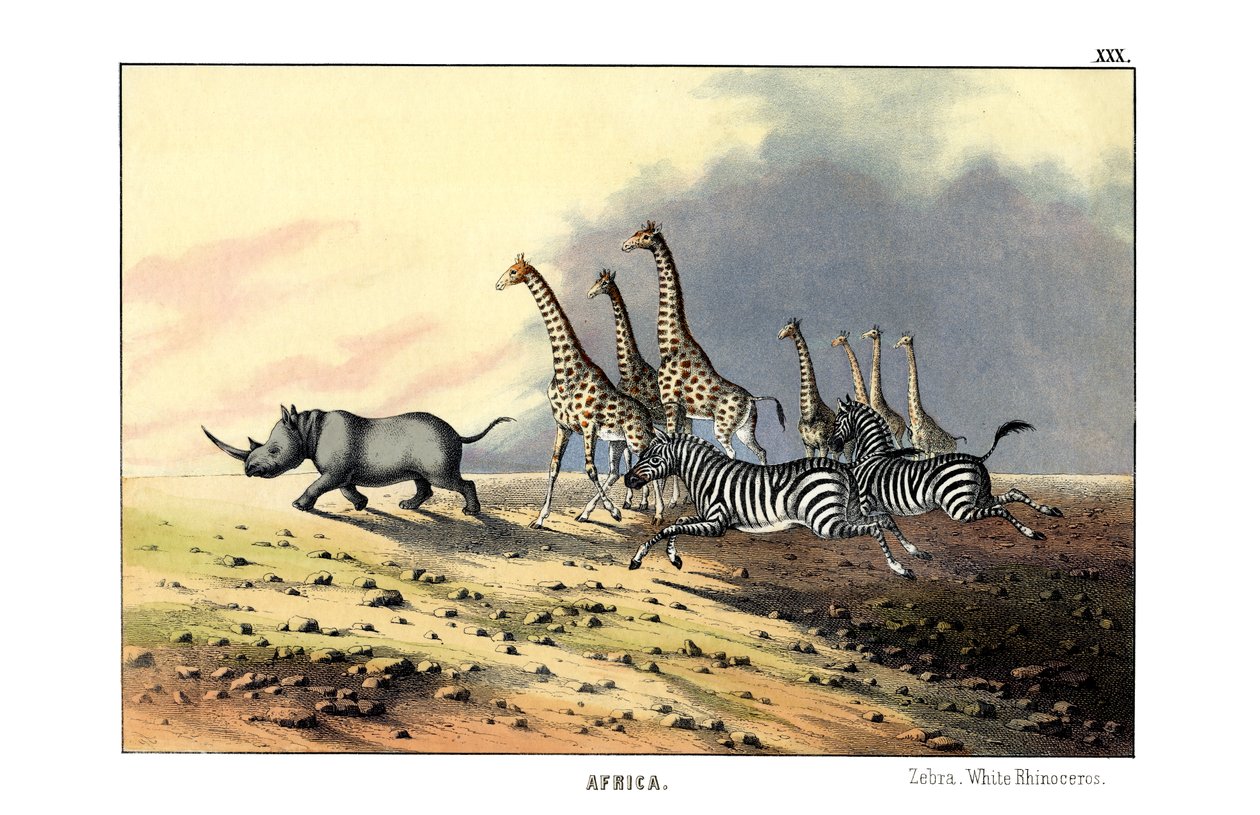 Zebra von English School