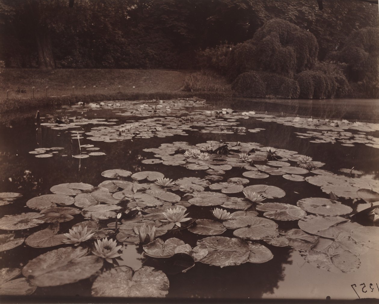 Nympheas (Bagatelle), 1925 von Eugène Atget