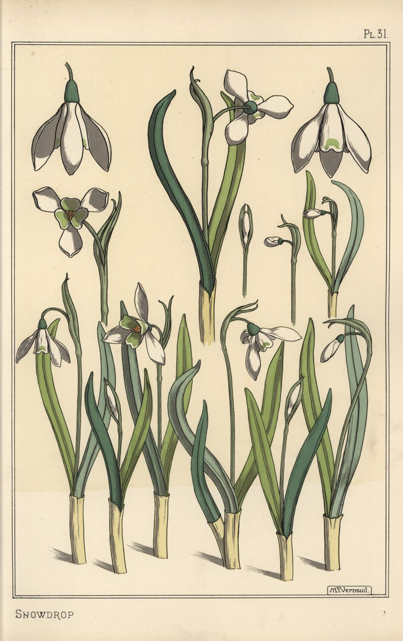Botanische Illustration eines Schneeglöckchens, Galanthus nivalis von Eugene Grasset