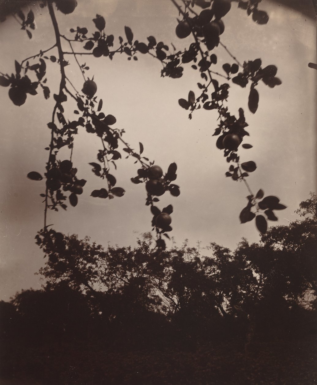 Apfelbaumzweig von Eugène Atget