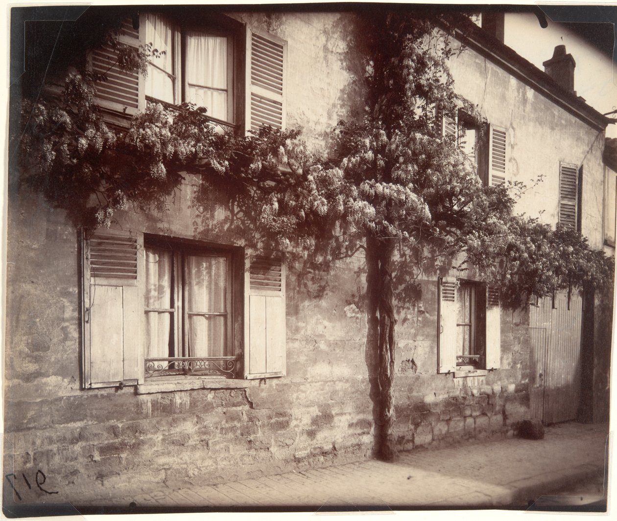Glyzinie (Wisteria), Châtillon von Eugène Atget