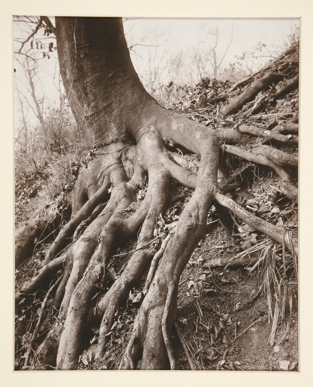 Saint-Cloud von Eugène Atget