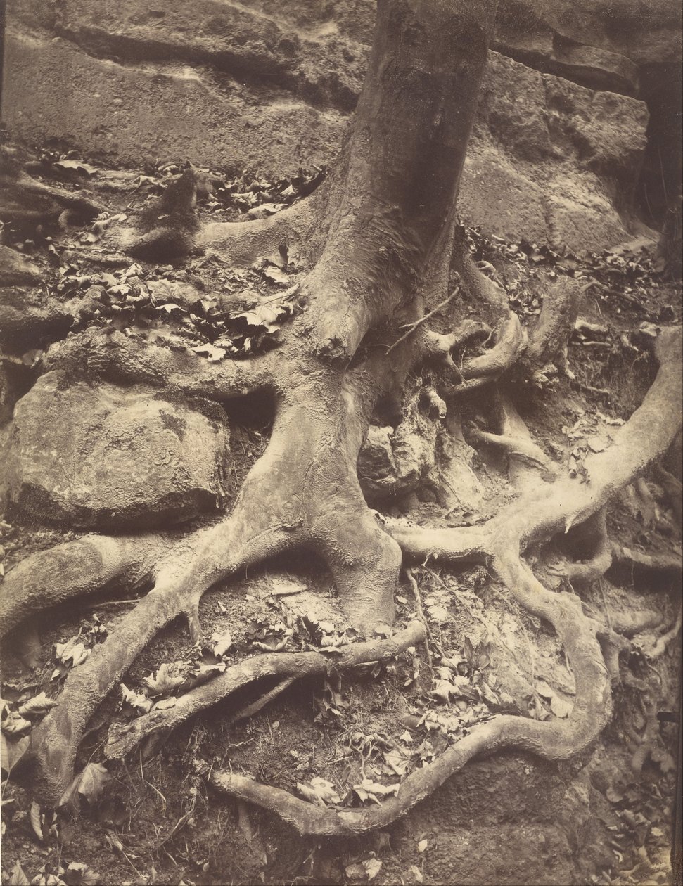 Baumwurzeln, Saint-Cloud von Eugène Atget