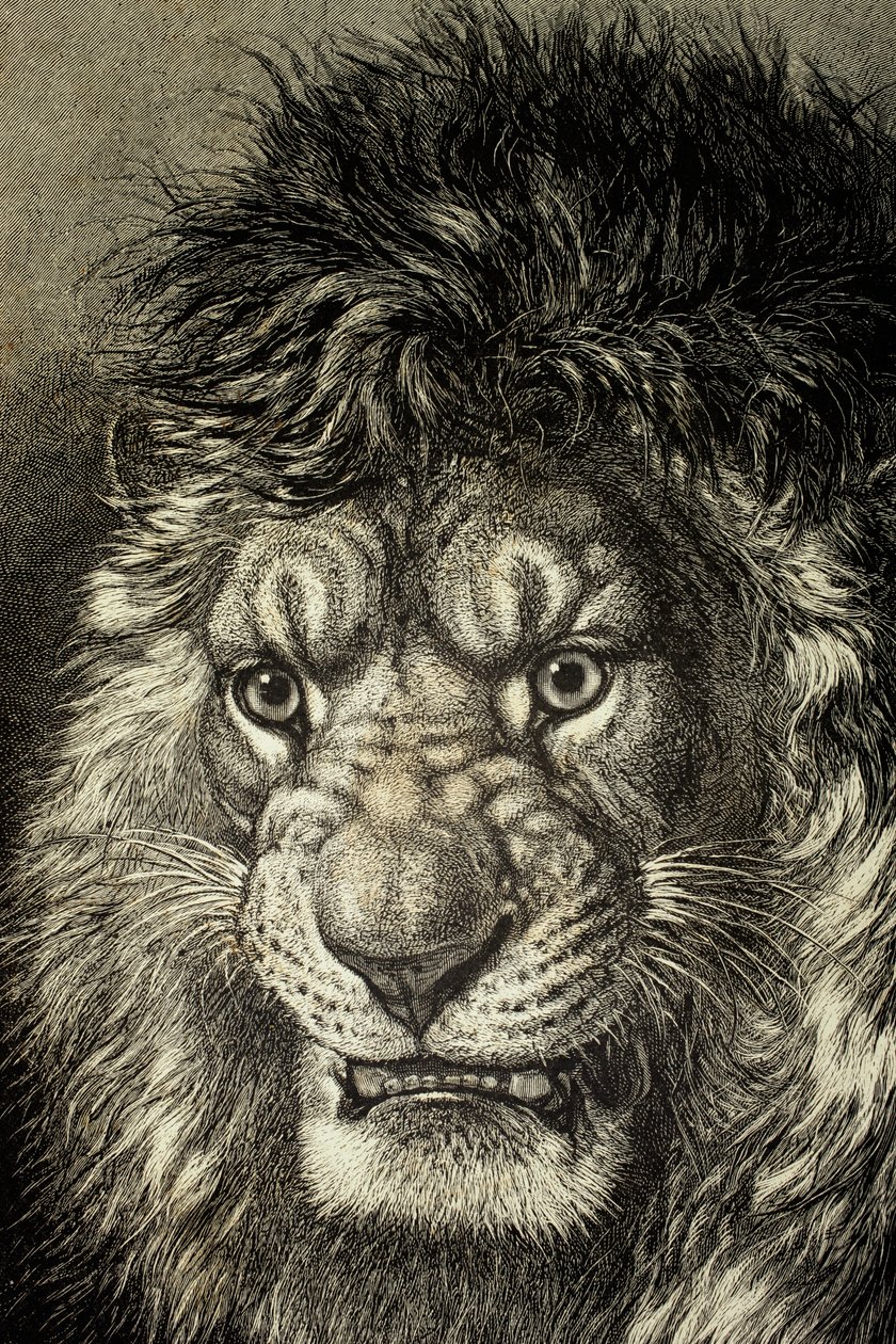 Der Löwe, König der Tiere, aus 