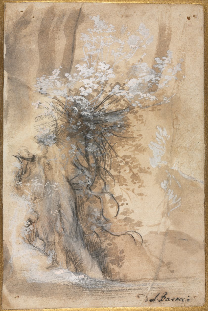 Blühender Busch über einem erodierten Ufer von Federico Barocci