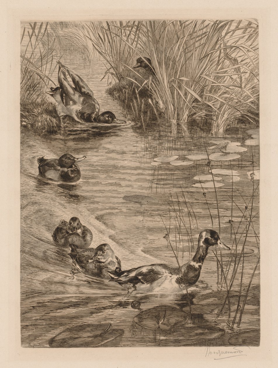 Enten beim Spielen, ca. 1870 von Felix Bracquemond