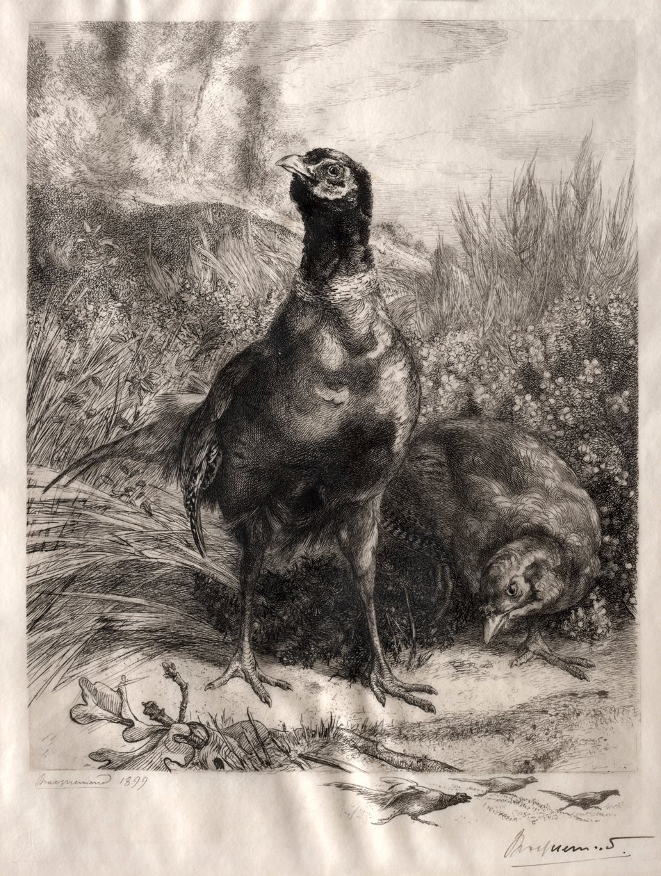 Die Fasane, 1899 von Felix Bracquemond