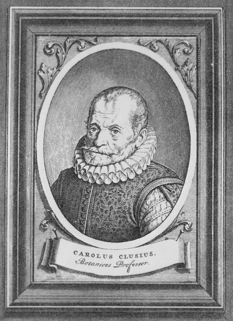 Carolus Clusius von Flemish School