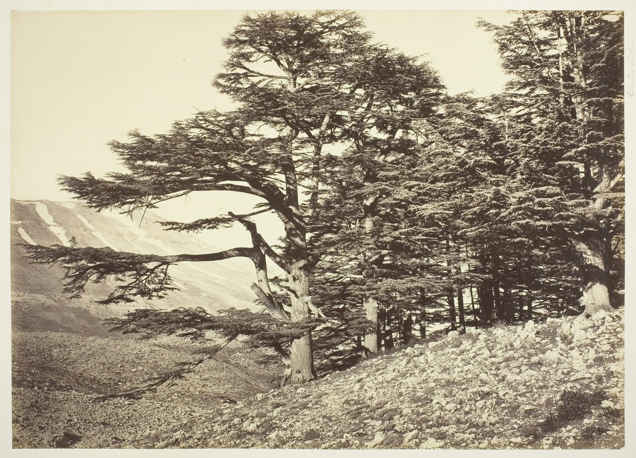 Zedern des Libanon, um 1870 von Félix Bonfils